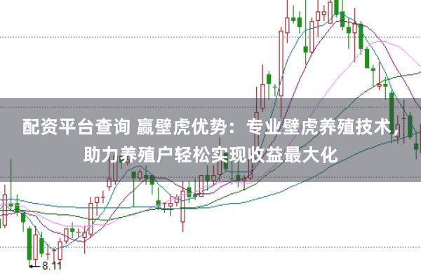 配资平台查询 赢壁虎优势：专业壁虎养殖技术，助力养殖户轻松实现收益最大化